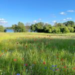 Mohnblumenwiese
